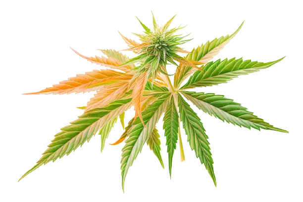 Eine Cannabispflanze präsentiert sich in bunten Farbtönen.